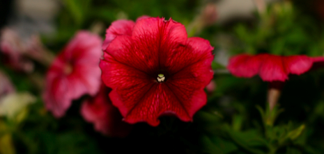 petunia.jpg